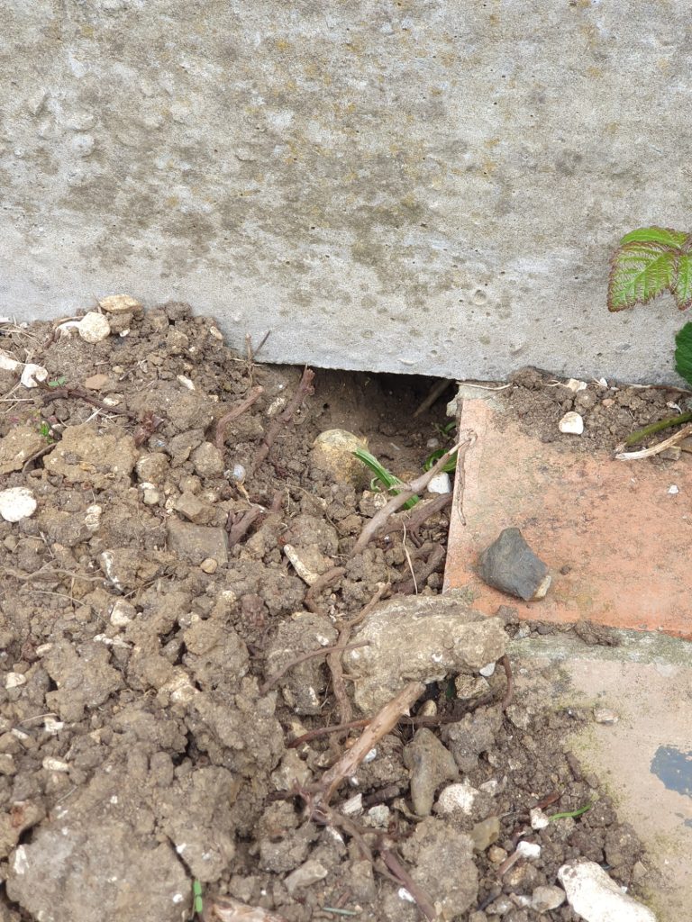 Rat tunnel under garden fence Rats tunnelling under garden fences