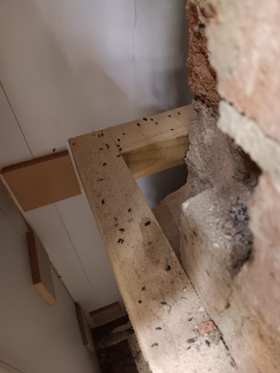 Mouse droppings on beam