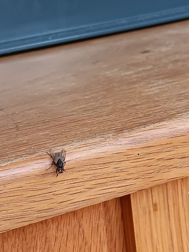 Fly pictured at a fly treatment in Newhaven Fly