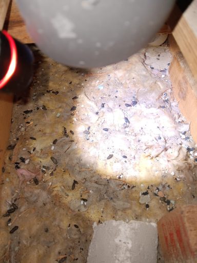 Rat droppings in heavily contaminated loft insulation