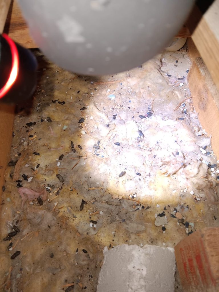 Heavily contaminated loft insulation due to rat infestation at a property in Eastbourne Heavily contaminated loft insulation