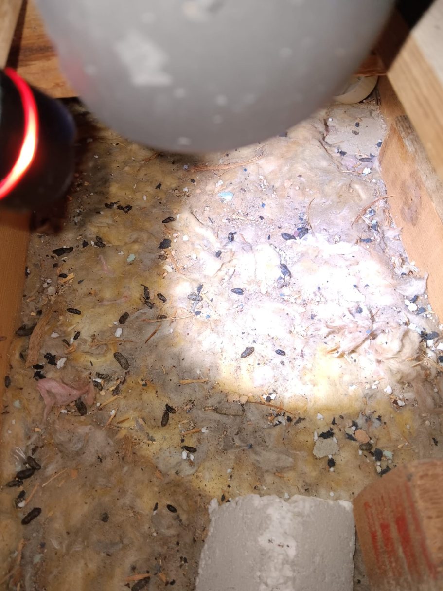 Rat droppings in heavily contaminated insulation