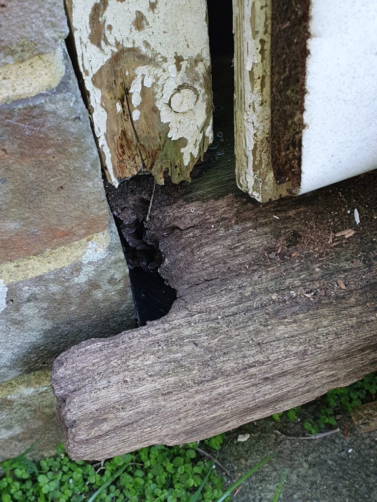 Rats access into property in Hailsham Rat access into property