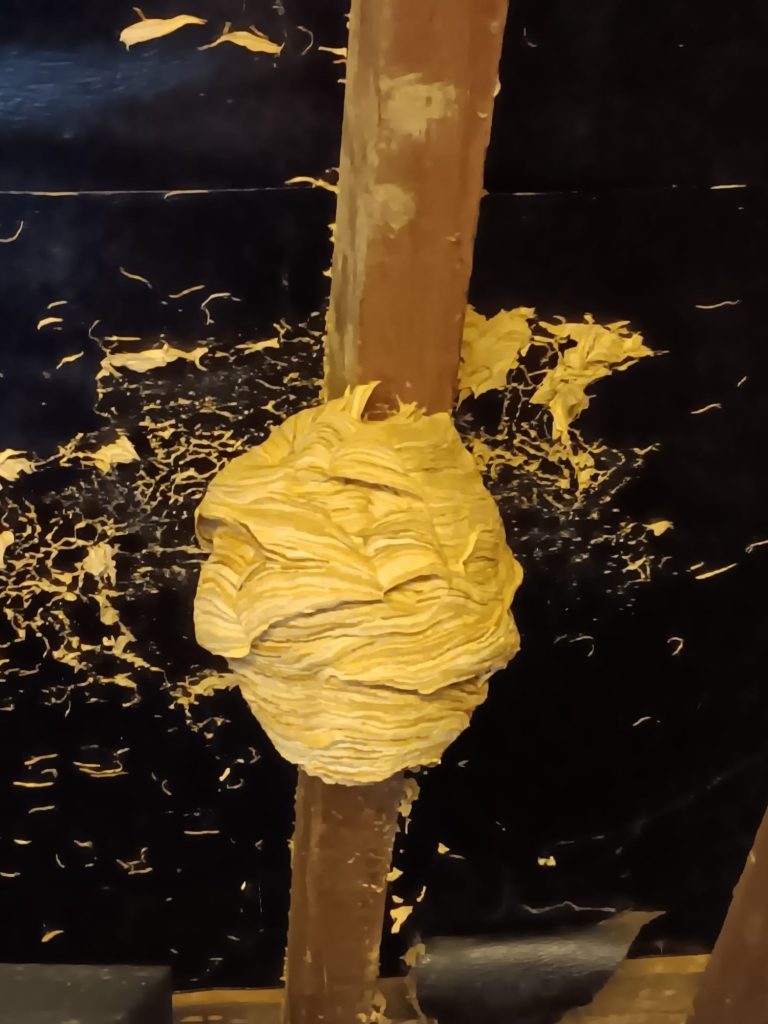Wasp nest in rafters at a property in East Sussex Wasp nest in rafters