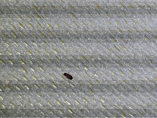 Bed bug nymph casing on mattress in Eastbourne Bed Bug Numph casing on mattress
