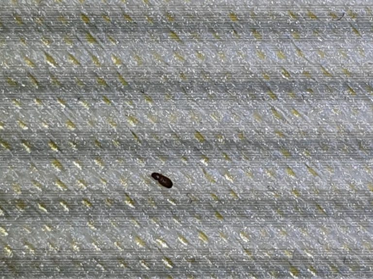 Bed bug casing on a mattress at a property in Lewes Bed bug casing on a mattress