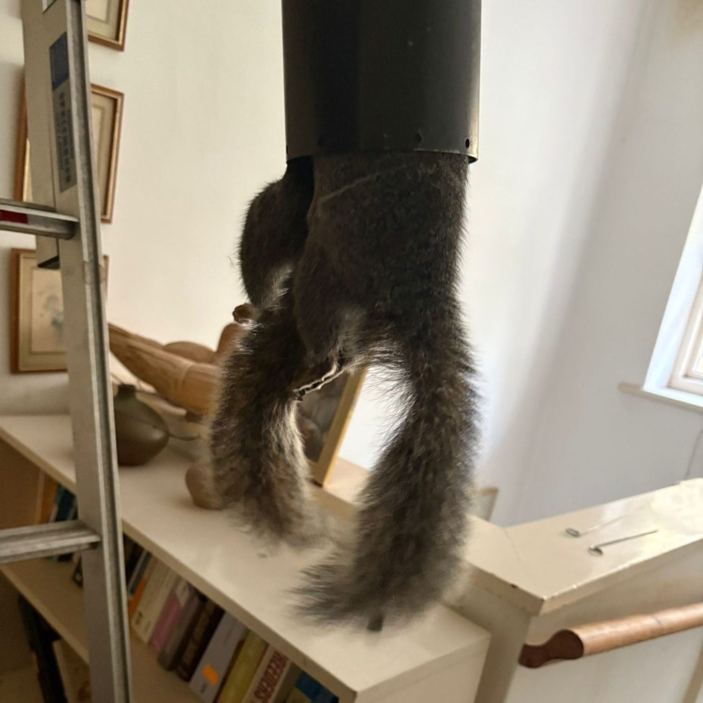 2 squirrels caught in a single trap from a loft in East Sussex 2 squirrels caught in a single trap