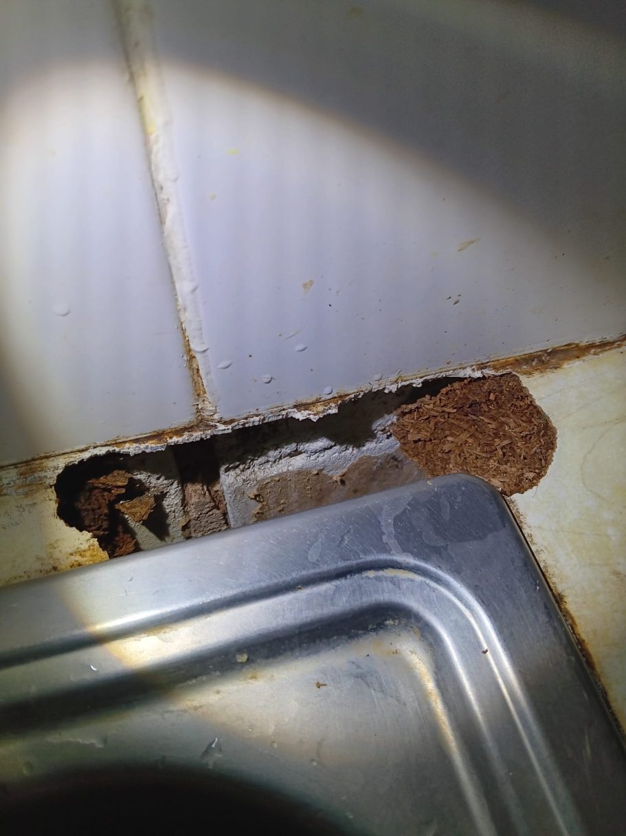 small rodent entry point