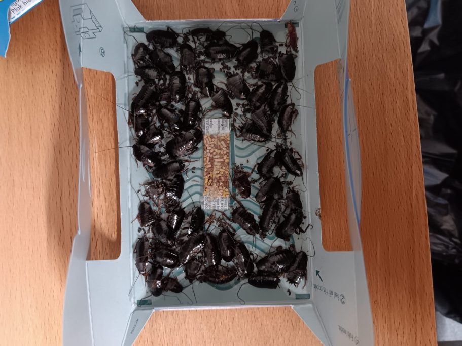 cockroaches in monitoring box