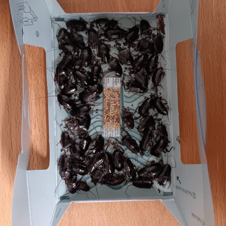 Cockroaches in a hoy hoy trap at commercial premises in East Sussex cockroaches in a hoy hoy trap