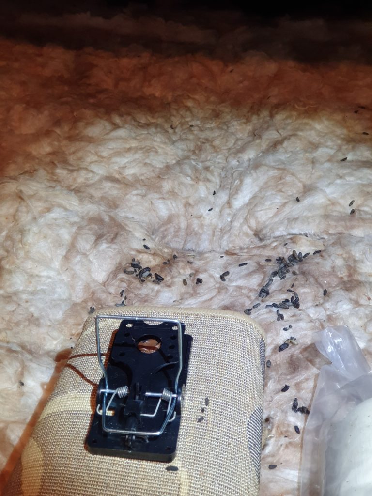 Trap places near rat latrine in loft at a property in Hastings Rodent droppings