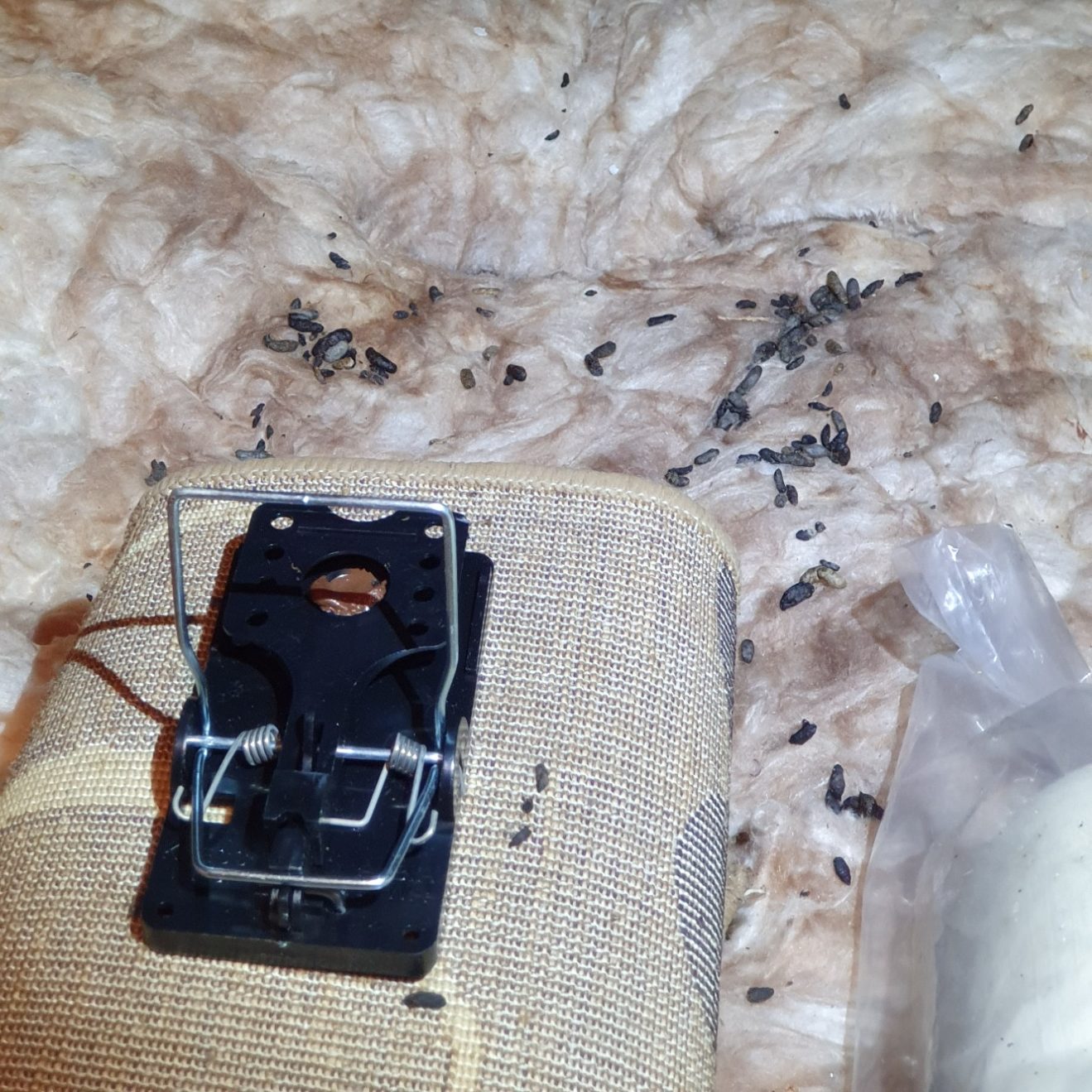 Snap trap in contaminated loft amidst rat infestation Snap trap set up with non toxic bait for rat activity in a heavily soiled loft